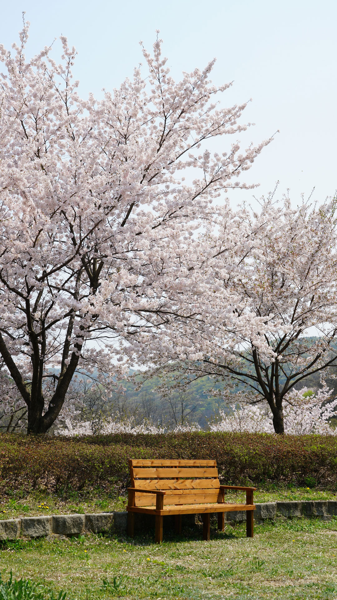 South_Korea_Faq.jpg