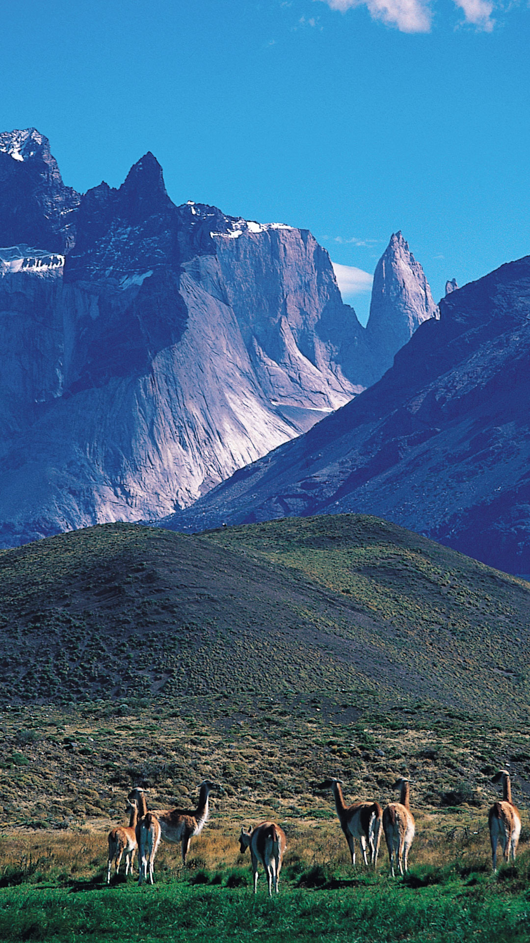 Chile_Faq.jpg